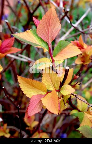 Spiraea japonica ‘Goldflame‘ Japanische Mädesüße Goldflame – gelbe, grüne, orange und rote Blätter auf braunen Stielen, März, England, Großbritannien Stockfoto