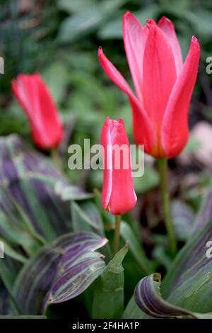 Tulipa ‘Hearts Delight’ Kaufmanniana 12 Hearts Delight Tulpe – karminrote Tulpen, schmale weiße Ränder, bunte Blätter, März, England, VEREINIGTES KÖNIGREICH Stockfoto