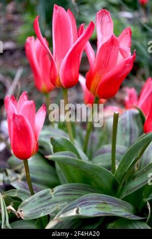 Tulipa ‘Hearts Delight’ Kaufmanniana 12 Hearts Delight Tulpe – karminrote Tulpen, schmale weiße Ränder, bunte Blätter, März, England, VEREINIGTES KÖNIGREICH Stockfoto