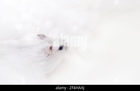 Weißer Hamster auf weißem Hintergrund Stockfoto