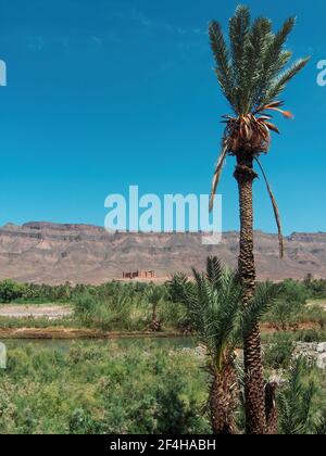 Schöne Landschaft im Süden Marokkos. Palmen im Vordergrund und Kasbah am Fuße der Berge Stockfoto