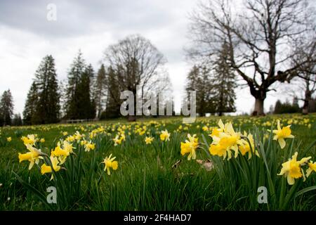 Blumenfeld mit wild wachsenden Narzissen auf dem Mont Soleil im Berner Jura Stockfoto