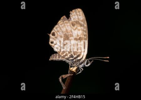 Seitenaufnahme eines schönen gesprenkelten Line Blue Butterfly Flügel und Antennen Stockfoto