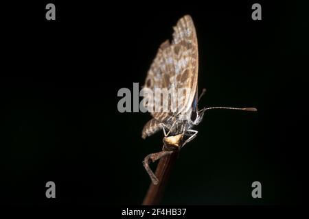 Gesprenkelte Linie Blauer Schmetterling - Wissenschaftlicher Name: Catopyrops florinda sitzt auf einer Spitze eines Sticks Stockfoto