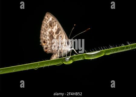 Gesprenkelte Linie Blauer Schmetterling - Wissenschaftlicher Name: Catopyrops florinda ruht auf einer grünen Pflanze mit spitzen Antennen auf Stockfoto