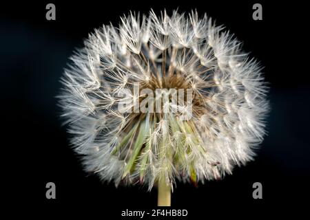 Nahaufnahme einer glühenden weißen Löwenzahn Blume mit Innenkern im Fokus mit schwarzem Hintergrund Stockfoto