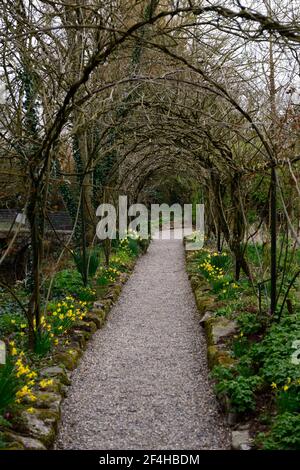 Drahtrahmen, Drahtpergola, Glyzinientunnel, Frühfrühling, blattlos, Glyzinienrahmen, Narzisse, Narzissen, Narzissen, Narzissen, Narzissen, Narzissen, Unterpflanzen, untergepflanzt, RM Flo Stockfoto