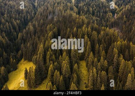 Von oben Drohne Blick auf üppige grüne Wälder mit Nadelbäumen Bäume wachsen an den Hängen der Dolomiten in Italien Stockfoto