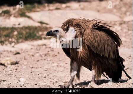 Wild Griffon Geier auf der Suche nach Beute auf felsiger Oberfläche in Natur Stockfoto
