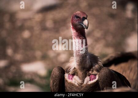 Wild Griffon Geier auf der Suche nach Beute auf felsiger Oberfläche in Natur Stockfoto