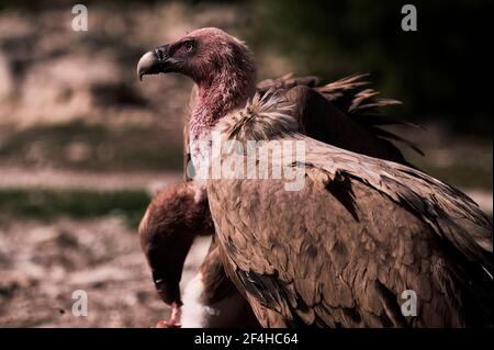 Wild Griffon Geier auf der Suche nach Beute auf felsiger Oberfläche in Natur Stockfoto