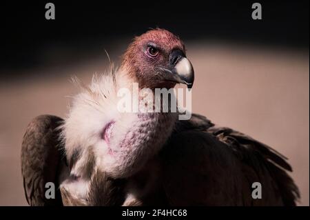 Wild Griffon Geier auf der Suche nach Beute auf felsiger Oberfläche in Natur Stockfoto