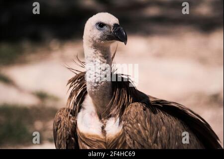Wild Griffon Geier auf der Suche nach Beute auf felsiger Oberfläche in Natur Stockfoto
