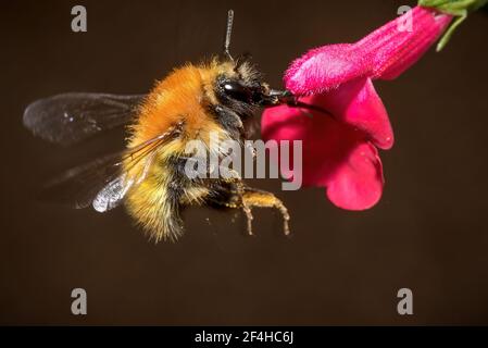 Nahaufnahme der westlichen Honigbiene oder APIs mellifera bestäubende Blüte Rosa Blume auf dunklem Hintergrund Stockfoto