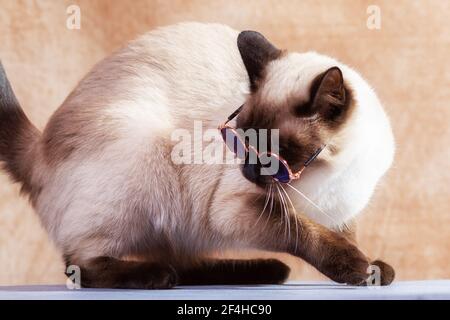 Lustige Thai Katze trägt spezielle Katzenbrille für Sonnenschutz. Katze sitzt ruhig auf einem neutralen beigen Hintergrund, Nahaufnahme, selektiver Fokus Stockfoto