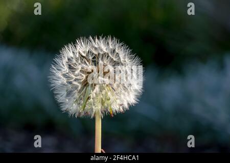 Leuchtende weiße Löwenzahn Blume funkelt mit Sonnenstrahlen Stockfoto