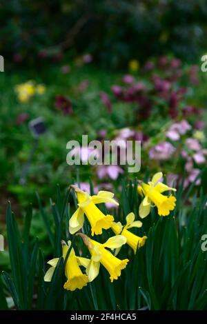Narcissus pseudonarcissus,wilder Narzissen,Fastenlilie,gelbe Blumen,Blume,Blüte,gelbe Trompeten,Narzissen,Narzissen,RM Floral Stockfoto