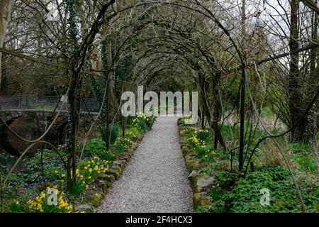 Drahtrahmen, Drahtpergola, Glyzinientunnel, Frühfrühling, blattlos, Glyzinienrahmen, Narzisse, Narzissen, Narzissen, Narzissen, Narzissen, Narzissen, Unterpflanzen, untergepflanzt, RM Flo Stockfoto