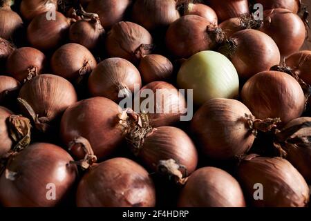 Von oben viele frische ganze Zwiebeln mit trockener Schale Im Stapel angeordnet Stockfoto