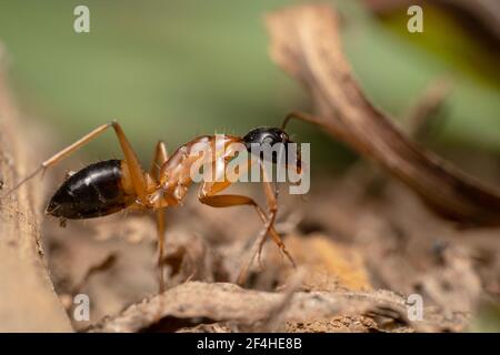 Orangenzuckermittel kriechen im Schlamm Stockfoto