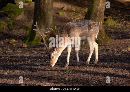 Majestätische Damhirsche im Wald genießen das warme Licht des Sonnenuntergangs. Stockfoto