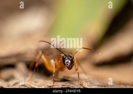 Orange Ameise mit schwarzem Kopfzucker Ameisen mit spitzen Antennen Stockfoto