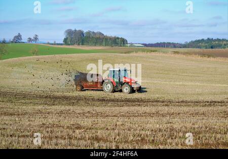 Massy Ferguson Traktor verteilt Mist mit Marshall Rotary Barrel Streuer - Meikleour, Perthshire. Stockfoto