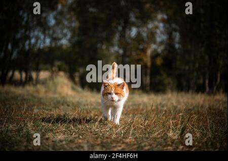 Porträt einer frechen Landkatze, die über ein Feld läuft Aus dem Wald Stockfoto