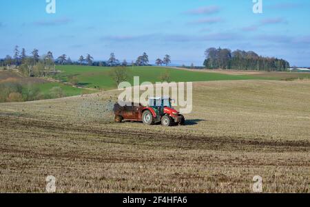 Massy Ferguson Traktor verteilt Mist mit Marshall Rotary Barrel Streuer - Meikleour, Perthshire. Stockfoto