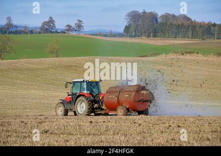 Massy Ferguson Traktor verteilt Mist mit Marshall Rotary Barrel Streuer - Meikleour, Perthshire. Stockfoto