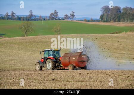 Massy Ferguson Traktor verteilt Mist mit Marshall Rotary Barrel Streuer - Meikleour, Perthshire. Stockfoto