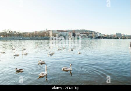 Prag, Tschechische Republik, 22. März 2019: Schwäne schweben auf der Moldau, Prag, Tschechische Republik, mit dem Blick auf Architekturgebäude im Bac Stockfoto