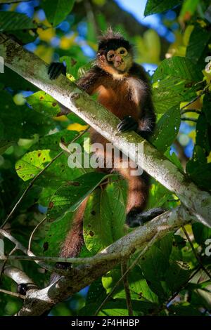 Geoffroys Spinnenaffe - Ateles geoffroi auch Schwarzhand-Spinnenaffe oder der Mittelamerikanische Spinnenaffe, eine Art New World Affe aus Centr Stockfoto