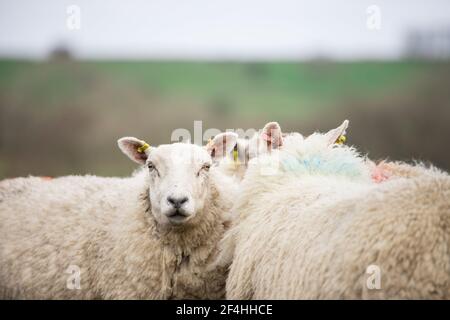 Single weiß wollig Schaf Mutterschafe britische Wolle Landwirtschaft Vieh Stockfoto
