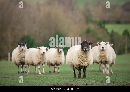 Viehzucht Herde von Schafen im grünen Gras Feld Weiden Auf dem Bauernhof Stockfoto