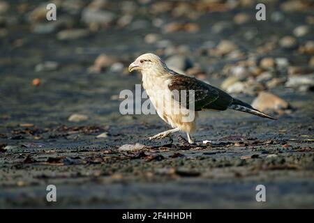 Colombien - Aegithalos caudatus ist ein Raubvogel in der Familie Falconidae. Es ist in tropischen und subtropischen Südamerika gefunden und die Stockfoto