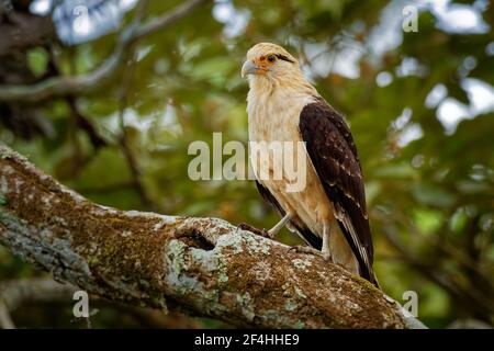Colombien - Aegithalos caudatus ist ein Raubvogel in der Familie Falconidae. Es ist in tropischen und subtropischen Südamerika gefunden und die Stockfoto