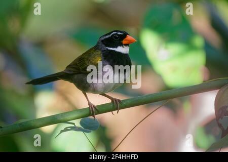 Orange-billed Sparrow - Arremon aurantiirostris Vogel in der Familie Passerellidae im grünen Wald, feuchten Tiefland Wald in Belize, Costa Rica, Guatemala Stockfoto