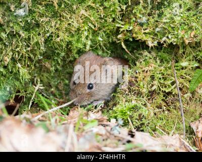 Bank Vole (Myodes Glareolus) im Wald, Scottish Highlands, Großbritannien Stockfoto