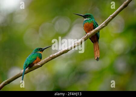 Rufous-tailed jacamar - Galbula ruficauda Naher-Passerinvogel Rassen in Mexiko, Mittel-und Südamerika nach Brasilien und Ecuador, grün orange Gefieder Stockfoto