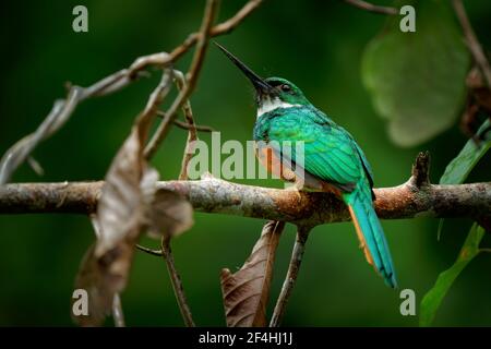 Rufous-tailed jacamar - Galbula ruficauda Naher-Passerinvogel brütet in der tropischen Neuen Welt in Mexiko, Mittel-und Südamerika bis Brasilien und Ecua Stockfoto