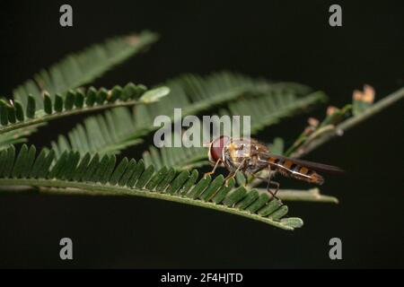 Hungrige Schwebefliege mit winzigen Bauch sitzt auf einer grünen Pflanze Stockfoto