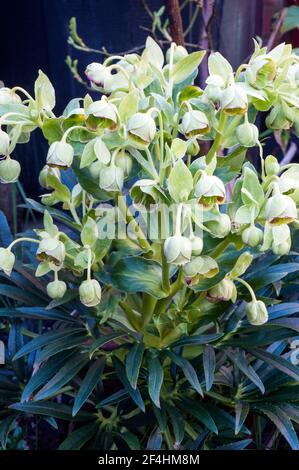 Blütenhaufen von Hellebore foetidus, auch stinkender helleborus genannt, hat Kleine grüne Blüten mit einem tiefviolett roten Rand Sie sind eine immergrüne Staude Stockfoto