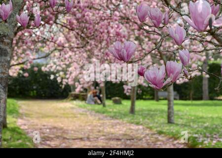 Nahaufnahme der Blumen eines chinesischen Magnolienbaums. Stockfoto