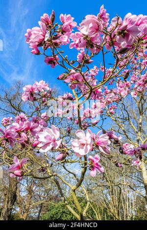 Große lachsrosa Blüten des sommergrünen Magnolienbaums 'Caerhays Belle' blühen im Frühjahr in RHS Garden, Wisley, Surrey, Südostengland Stockfoto