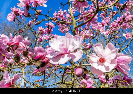 Große lachsrosa Blüten des sommergrünen Magnolienbaums 'Caerhays Belle' blühen im Frühjahr in RHS Garden, Wisley, Surrey, Südostengland Stockfoto