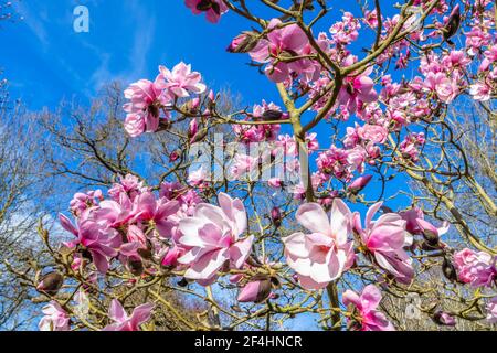 Große lachsrosa Blüten des sommergrünen Magnolienbaums 'Caerhays Belle' blühen im Frühjahr in RHS Garden, Wisley, Surrey, Südostengland Stockfoto