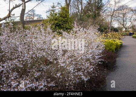 Prunus incisa Fuji Kirsche 'Kojo-no-Mai' mit zarten weißen Blüten, die im frühen Frühjahr in RHS Garden, Wisley, Surrey, Südostengland blühen Stockfoto