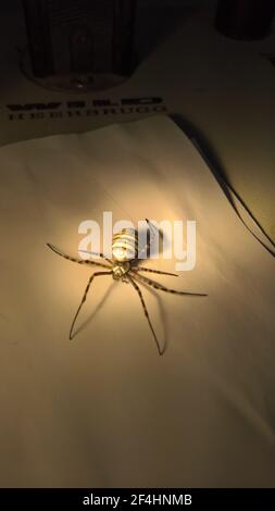 Nahaufnahme der Spinne im Labor Stockfoto