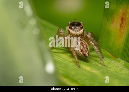 Braun springende Spinne mit orange und schwarz Kopf versteckt hinter Das Gras Stockfoto